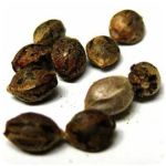 Семена марихуаны АК-47  (Seeds AK-47) в Лихославле